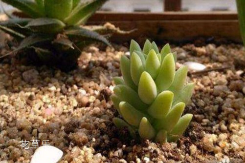 甘油对婴儿美日欧激情av大片免费观看，守护婴儿娇嫩肌肤的秘密武器